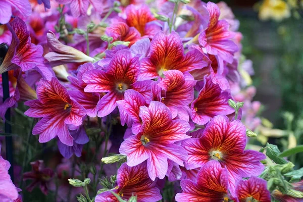 Boyanmış Dil çiçeğinin parlak mor ve kırmızı renkleri, bilimsel adı Salpiglossis Sinuata