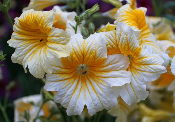 Boyanmış Dil Çiçeğinin Sarı Beyaz Rengi Bilimsel Adı Salpiglossis Sinuata — Stok fotoğraf