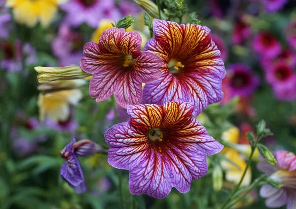 Salpiglossis Sinuataの明るい色のペイント 舌花です — ストック写真
