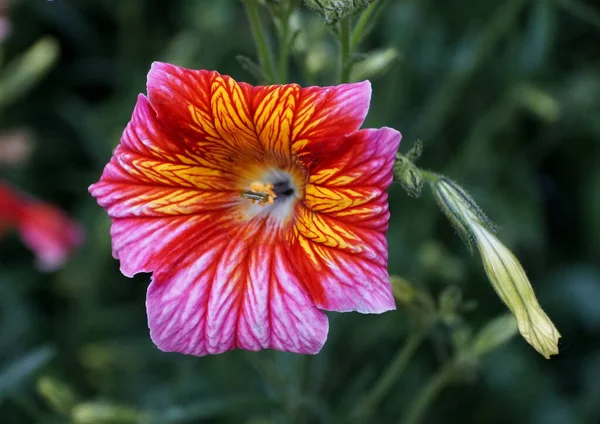 Salpiglossis Sinuata — 스톡 사진