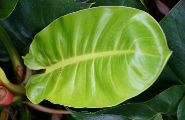 Gros Plan Sur Feuille Vert Lime Philodendron Moonlight — Photo