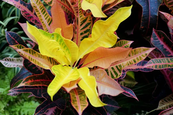 Daun Multi Warna Dari Tanaman Croton Nervia Tanaman Rumah Tangga — Stok Foto