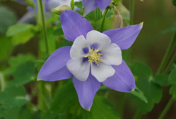 Gyönyörű Coloradói Kék Kolumbiai Virágok Virágoznak Tavasszal — Stock Fotó