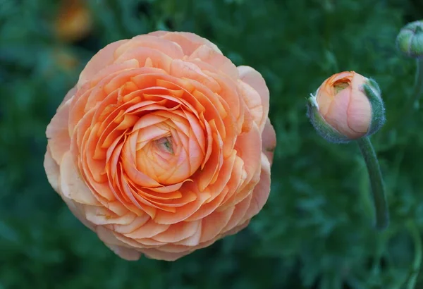 Primer Plano Una Flor Buttercup Naranja Claro También Conocido Como — Foto de Stock