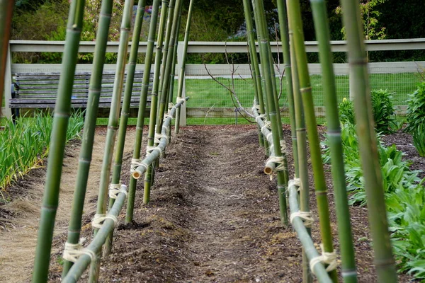 Large Bamboo Teepee Built Vegetable Garden — Stock Photo, Image