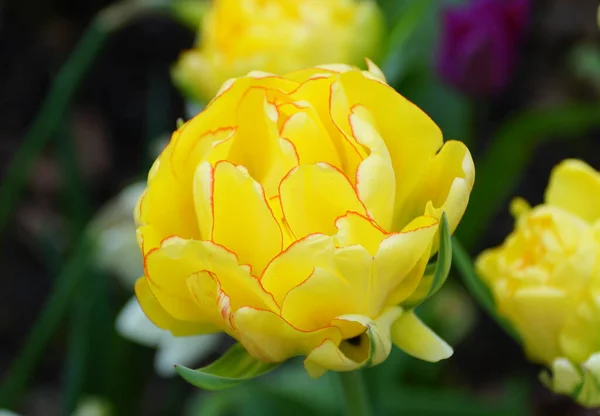 Close Beautiful Double Late Tulip Akebono Yellow Flower Full Bloom — Stock Photo, Image