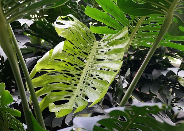 Uma Folha Verde Clara Nova Planta Monstera Deliciosa — Fotografia de Stock