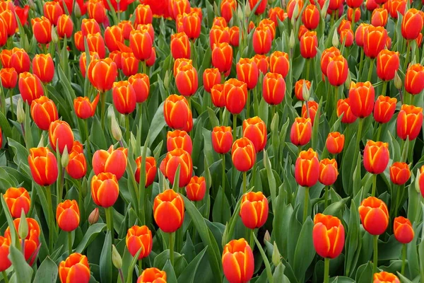 Bellissimi Fiori Tulipano Rossi Gialli Piena Fioritura Primavera — Foto Stock