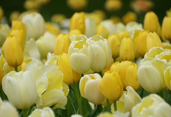 Beautiful White Yellow Tulip Flowers Full Bloom Spring — Stock Photo, Image