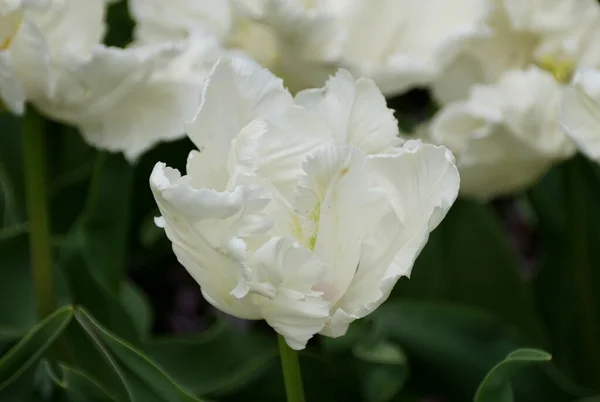 Hermosa Flor Tulipán Loro Blanco Plena Floración Primavera — Foto de Stock