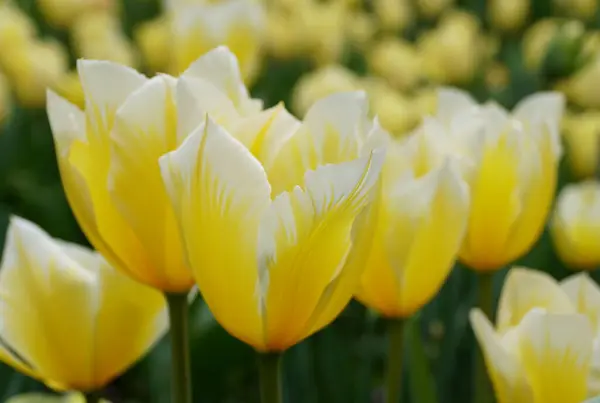Beautiful Yellow White Fosteriana Tulip Sweetheart Flowers Full Bloom — Stock Photo, Image