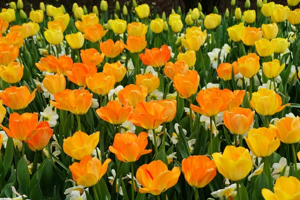 Bellissimi Fiori Tulipano Ibrido Darwin Daydream Piena Fioritura — Foto Stock