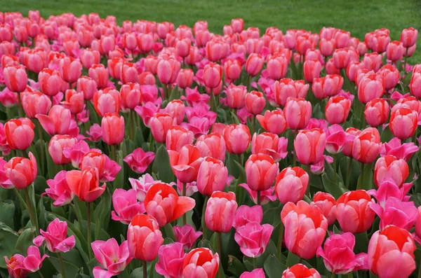 Bellissimi Fiori Tulipano Ibrido Darwin Pink Impression Piena Fioritura — Foto Stock