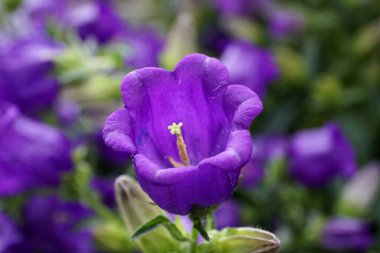 Güzel Canterbury Bells 'Campana Deep Blue çiçeklerine yakın.