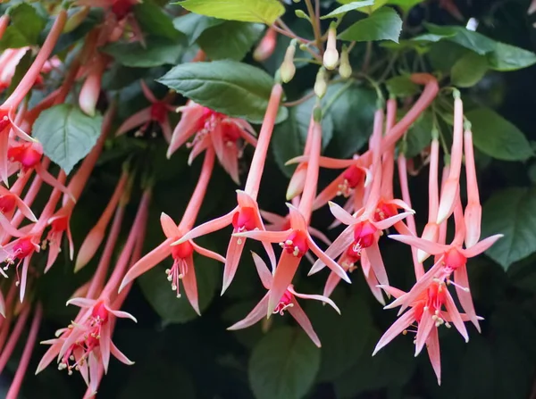 Pink color of Fuchsia \'Pour le Menneke\' flowers at its full bloom
