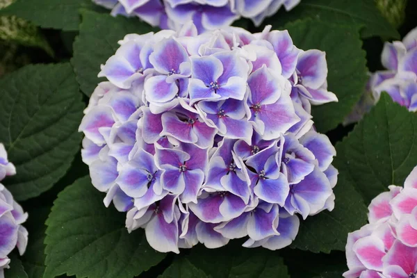 Cores Azuis Brancas Bonitas Das Flores Hortênsia Tivoli Bigleaf — Fotografia de Stock