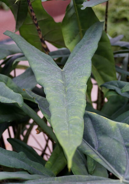 Close up of the big leaf of Alocasia Zebrina Tiger Elephant ear plants
