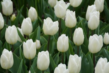 Beautiful spread of single white tulips at full bloom in the Spring clipart