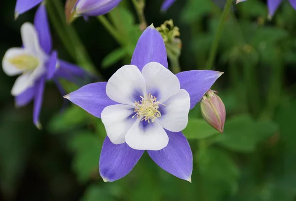 Linda Flor Colorado Blue Columbine Plena Floração Primavera — Fotografia de Stock