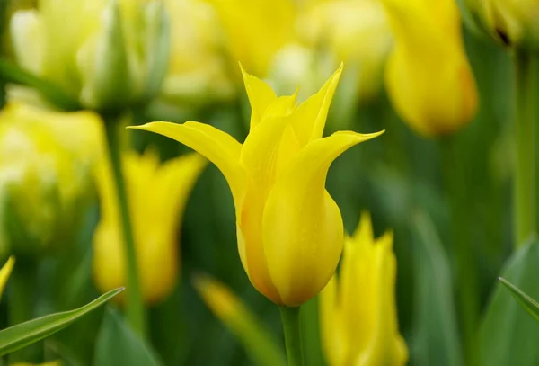 Beautiful Single Yellow Lily Tulip Flowers Full Bloom — Stock Photo, Image