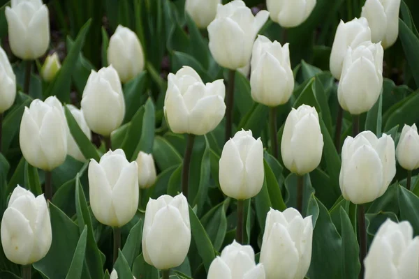 Beautiful Spread Single White Tulips Full Bloom Spring — Stock Photo, Image