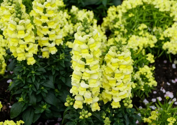 Snapdragon Speedy Sonnet Yellow Upprätt Årlig Blomma — Stockfoto