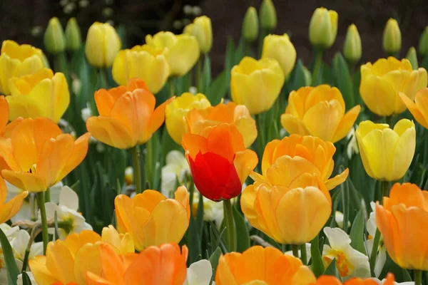 Beautiful Orange Yellow Color Darwin Hybrid Tulip Daydream Flowers Full — Stock Photo, Image