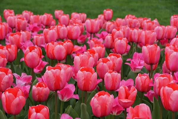 Tulipano Ibrido Darwin Pink Impression Fiori Piena Fioritura — Foto Stock