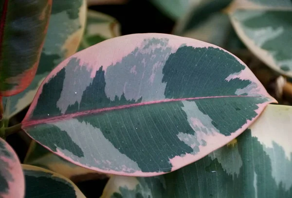 Gros Plan Feuille Blanche Verte Plante Caoutchouc Rubis Tineke — Photo