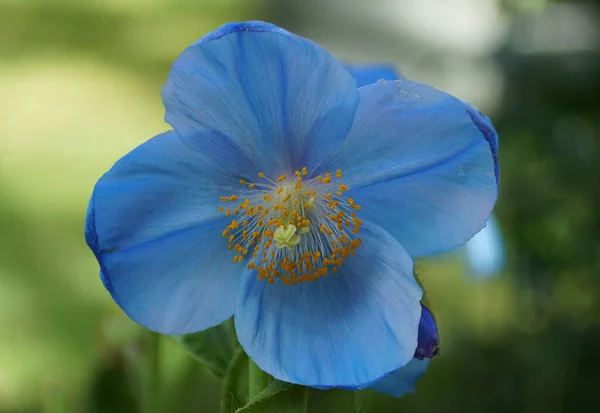 Lähikuva Kaunis Blue Poppy Lingholm Kukka Täydessä Kukassa — kuvapankkivalokuva