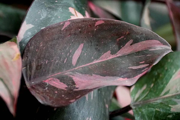 フィロデンドロンピンクプリンセスの美しい斑入り葉 — ストック写真
