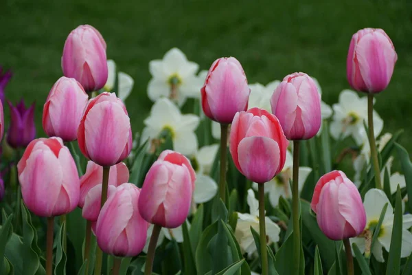 Belle Couleur Rose Des Fleurs Tulipes Tardives Pleine Floraison — Photo