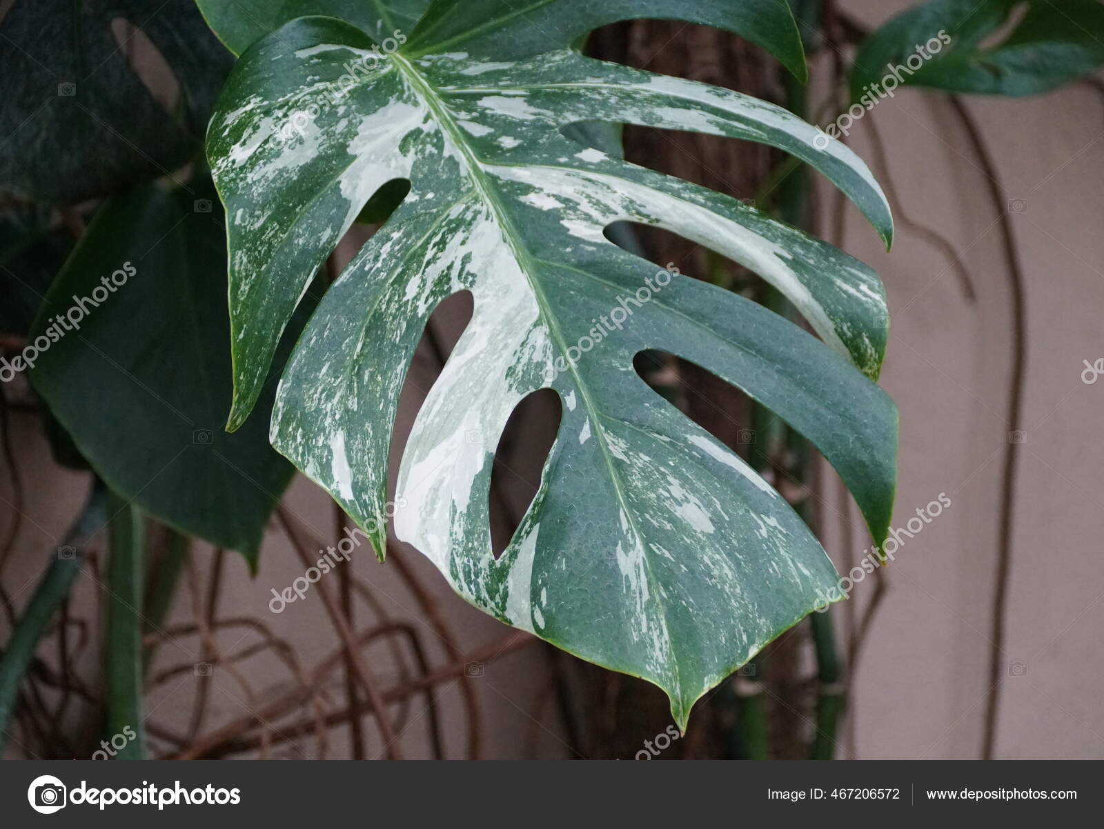 å¯†é—­çš„monstera Albo Deliciosaæ¤ç‰©çš„å˜ç§å¶ å›¾åº