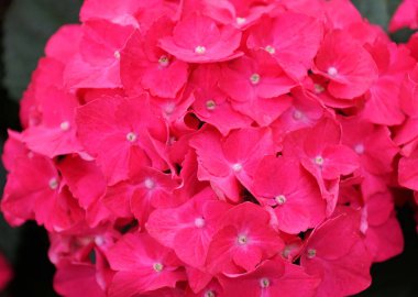 Güzel pembe ortanca çiçekleri tam çiçeklendiğinde