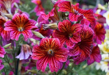 Bilimsel adı Salpiglossis Sinuata olan Boyalı Dil çiçeğinin parlak renkleri