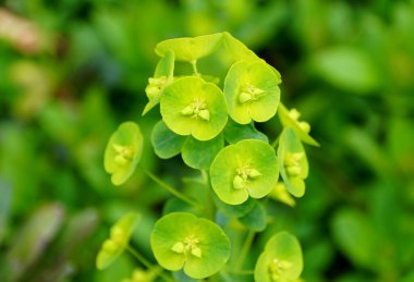 Kireç yeşili Ahşap Temizleme bitkileri