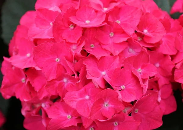 Vackra Rosa Hortensia Blommor Vid Full Blom — Stockfoto