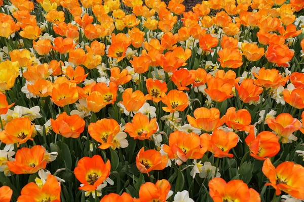 Bellissimo Colore Arancione Del Tulipano Ibrido Darwin Daydream Fiori Piena — Foto Stock