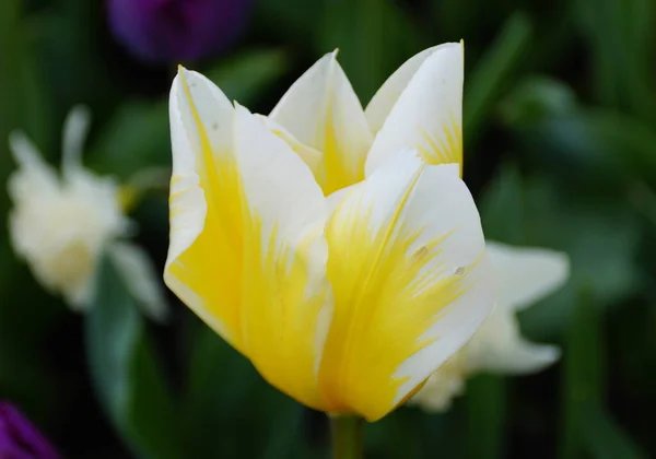 Lebeautiful Color Yellow White Fosteriana Tulip Sweetheart Flowers — Stock Photo, Image