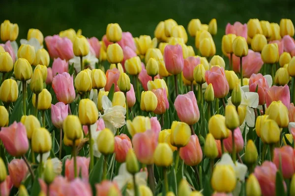 Beautiful Spread Pink Yellow Tulip Flowers Full Bloom Spring — Stock Photo, Image