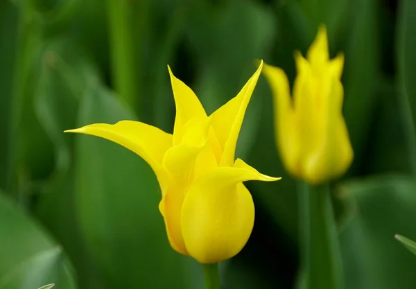 Beautiful Single Yellow Lily Tulip Flowers Full Bloom Spring — Stock Photo, Image