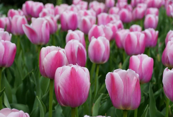 晚春盛开的郁金香花的美丽的粉色和白色 — 图库照片
