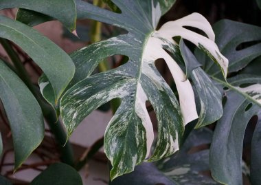 Monstera Albo Deliciosa tropikal bitkisinin güzel yaprakları