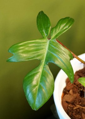 Philodendron Florida Green 'in eşsiz yaprağı, kapalı bir tropikal bitki.
