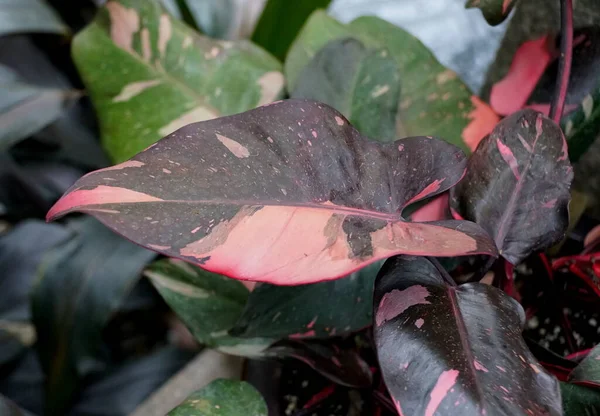 Прекрасний Рожевий Чорний Листок Філодендрону Рожева Принцеса Тропічна Рослина — стокове фото