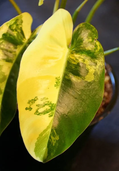 Belle Feuille Marbre Jaune Vert Philodendron Burle Marx Panachée — Photo