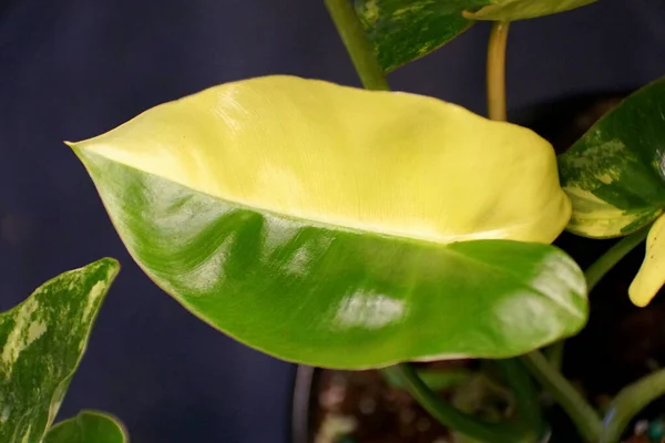Bela Folha Amarela Verde Philodendron Burle Marx Variegated — Fotografia de Stock