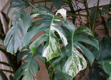 Beautiful variegated leaves of Monstera Deliciosa Albo tropical plant clipart
