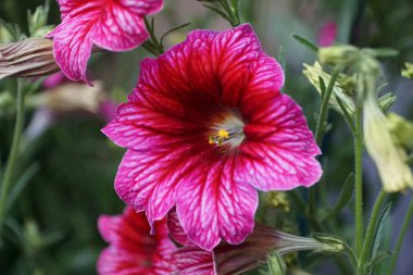 Boyalı Dil çiçeklerinin parlak renkleri, bilimsel adı Salpiglossis Sinuata olarak da bilinir