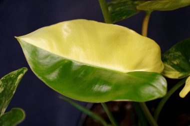 Philodendron Burle Marx 'ın güzel sarı ve yeşil yarım ay yaprağı
